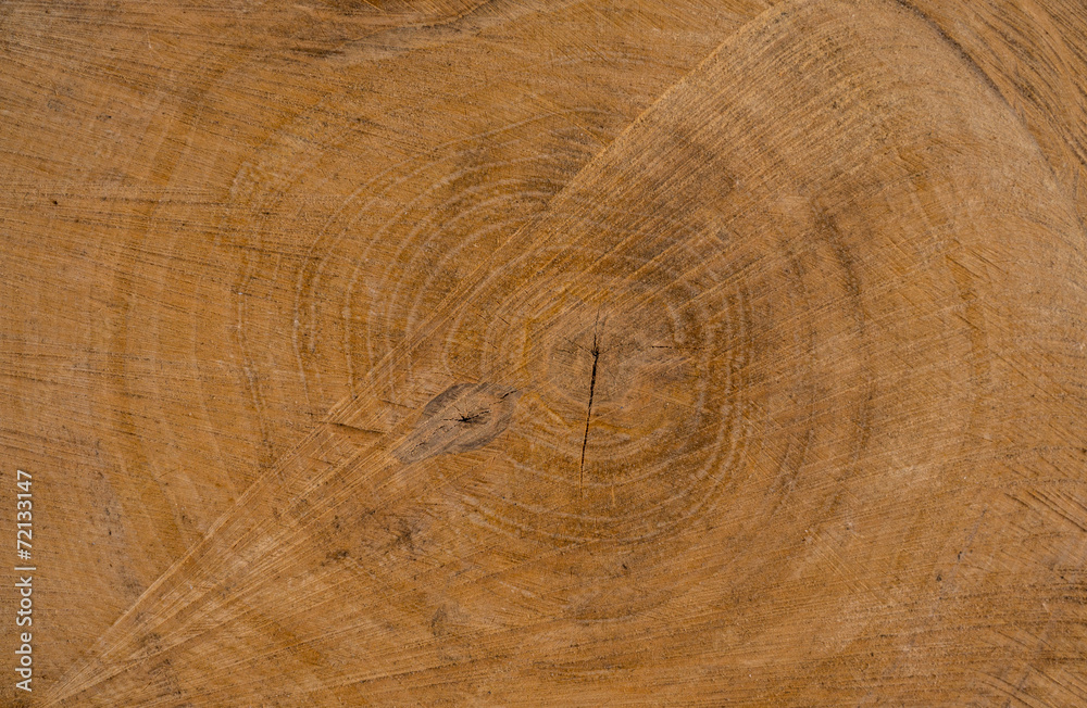 Naklejka premium Берёзовый пень