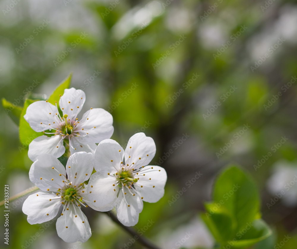 Spring cherry blossom