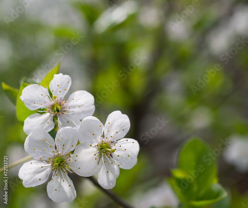 Obraz na płótnie Spring cherry blossom w salonie