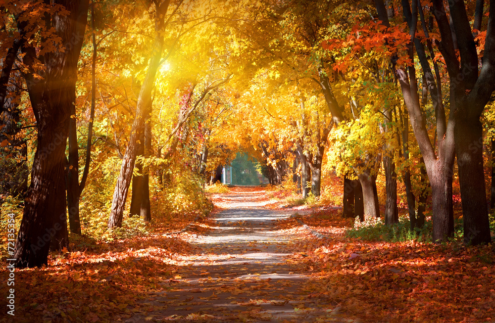 Obraz premium Aleja w jesiennym parku
