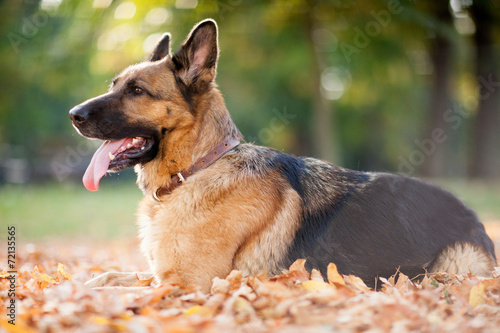 Dog, German shepherd lies in the autumn wood against beautiful y photo
