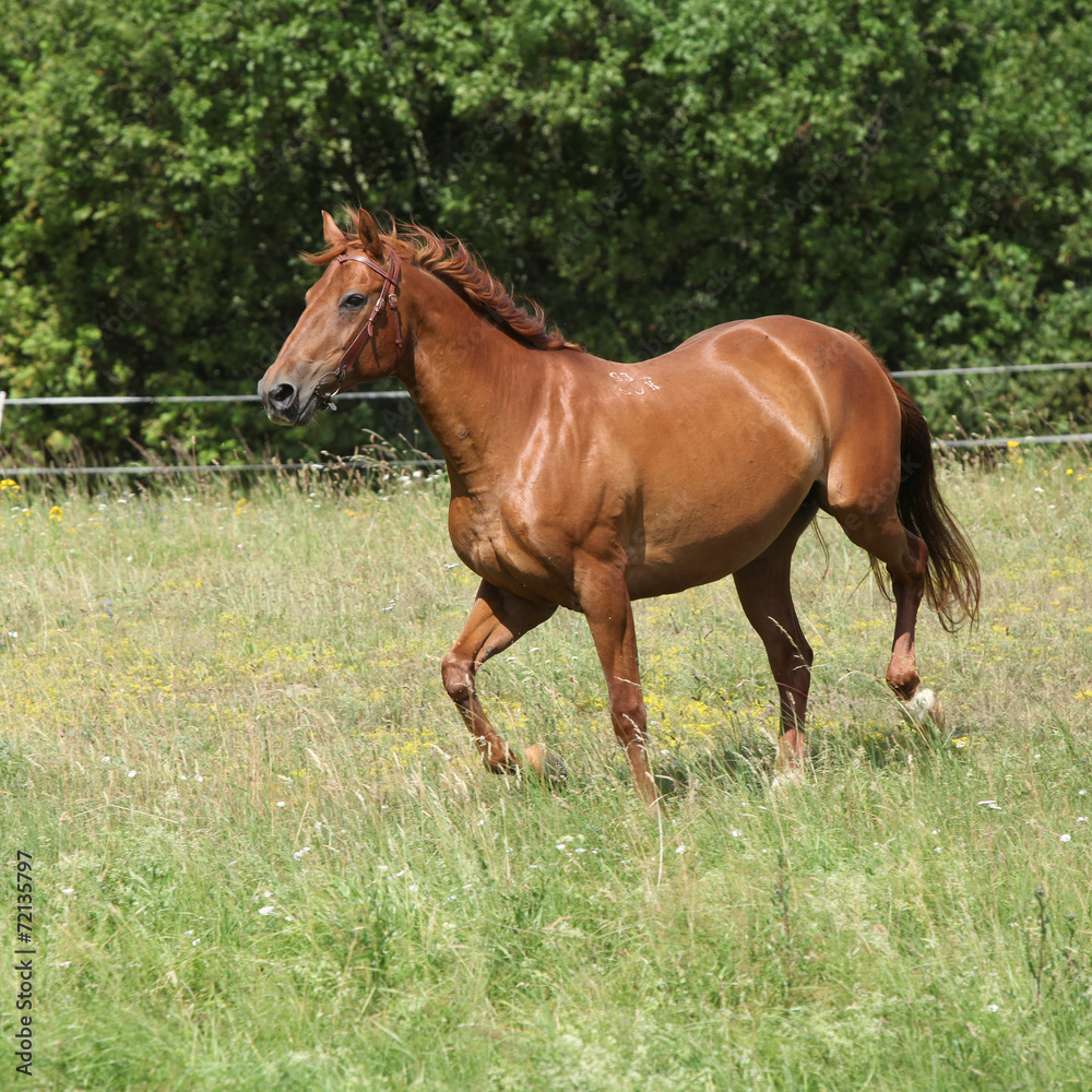 Amazing Budyonny horse running on meadow