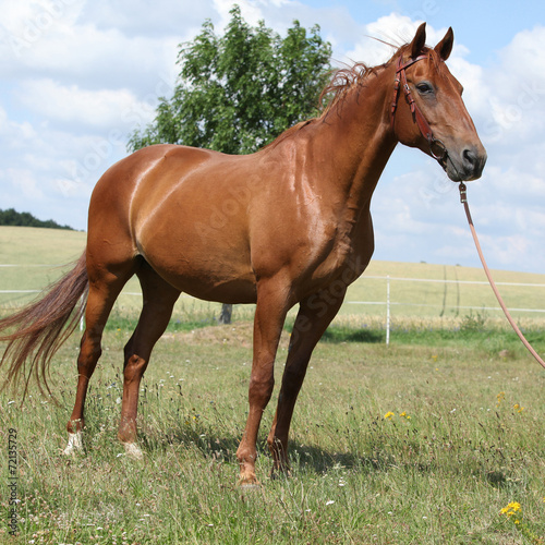 Nice Budyonny horse standing on meadow © Zuzana Tillerova