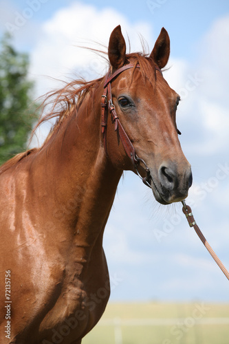 Nice Budyonny horse standing on meadow