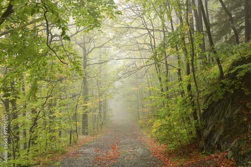 Path through early autumn forest on a foggy, rainy day