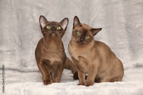 Fototapeta Naklejka Na Ścianę i Meble -  Beautiful Burmese cats in front of silver blanket