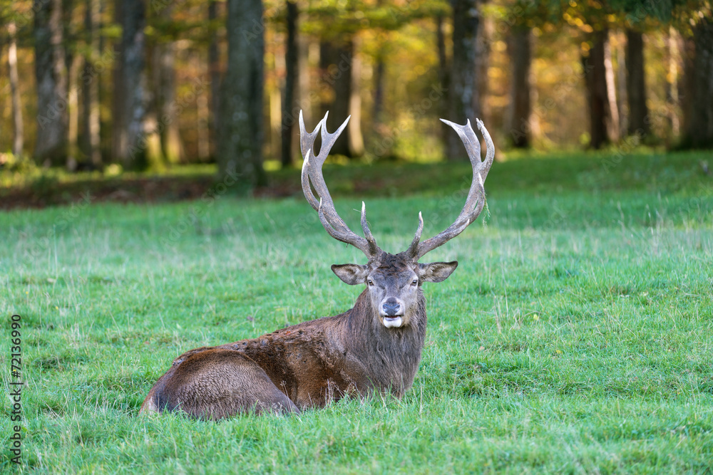 Rothirsch, Red deer, Cervus elaphus Rothirsch, Red deer, Cervus elaphus
