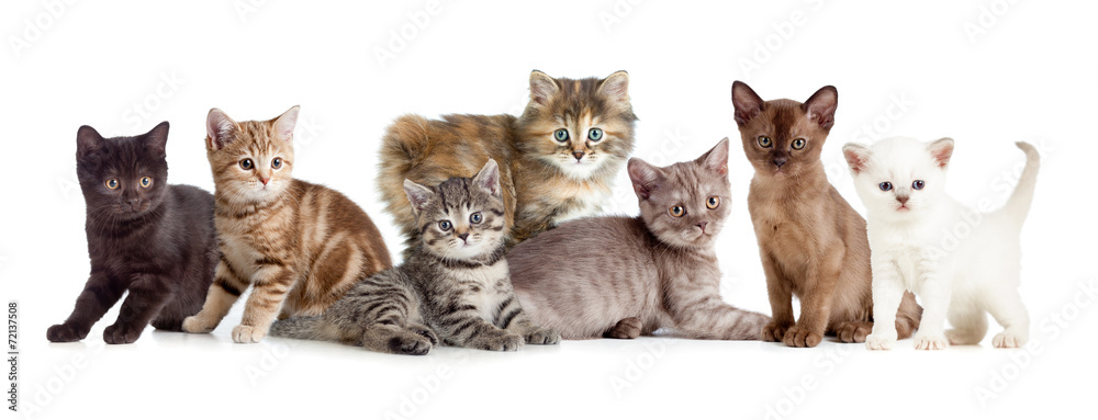 Fototapeta premium different kitten or cats group