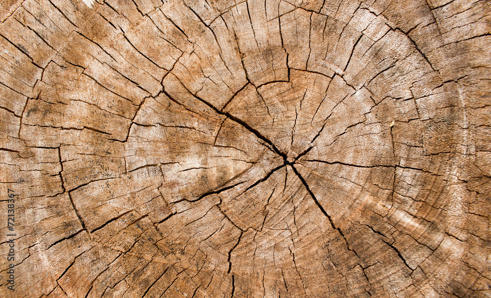Fototapeta premium Wooden texture of a tree trunk,Background texture.
