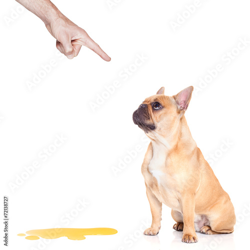 dog pee