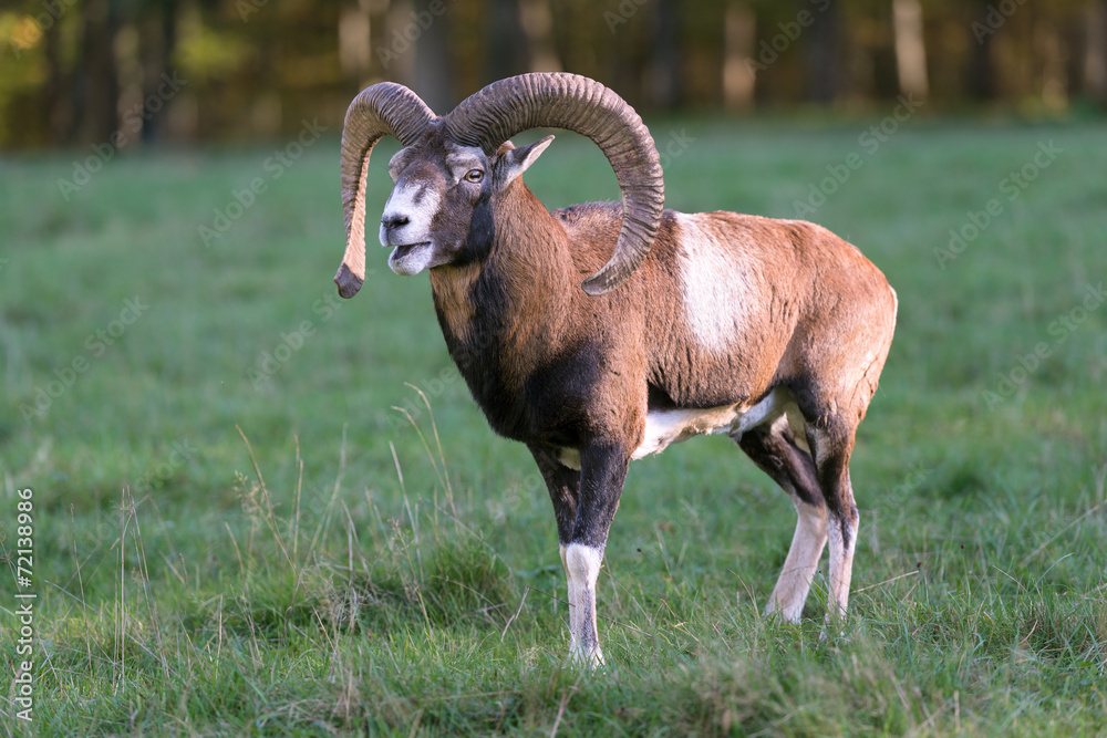 Naklejka premium Mufflon, Mouflon, Ovis orientalis