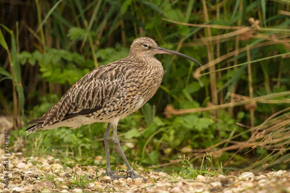 Curlew wading bird Curlew wading bird