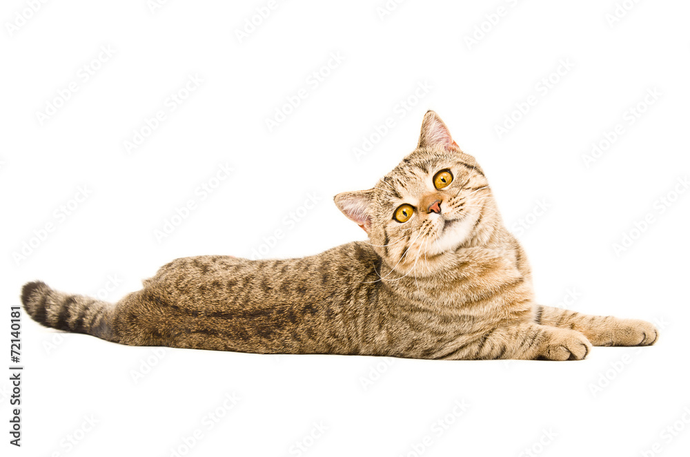 Fototapeta premium Portrait of a curious cat Scottish Straight