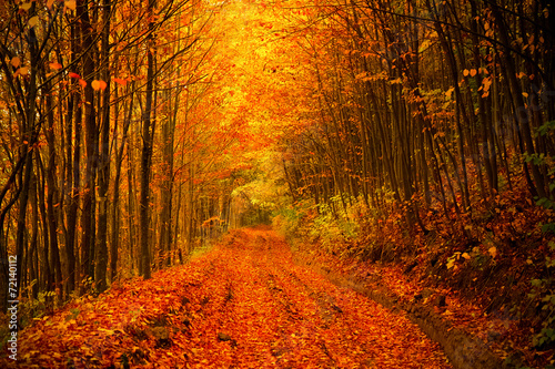 Road trough autumn forest