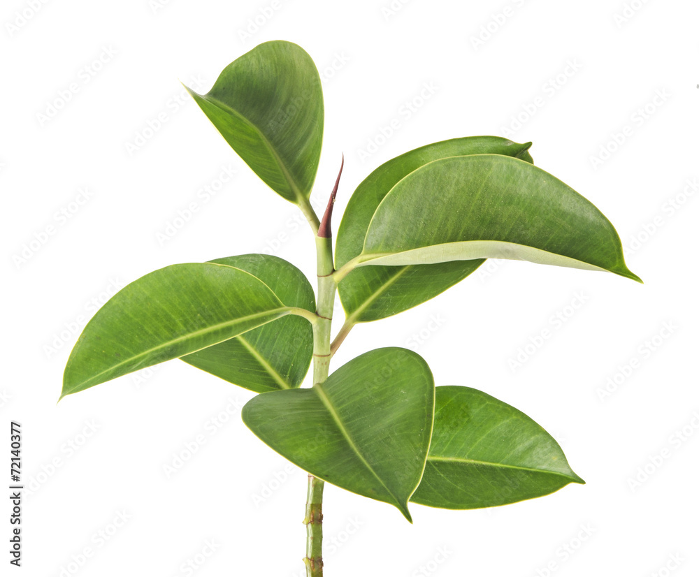 Close up of sapling