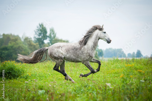 Andalusian stallion running on the pasture in autumn