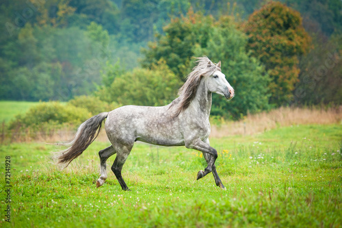 Andalusian stallion running on the pasture in autumn