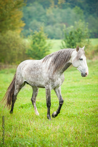 Andalusian stallion walking on the pasture in autumn
