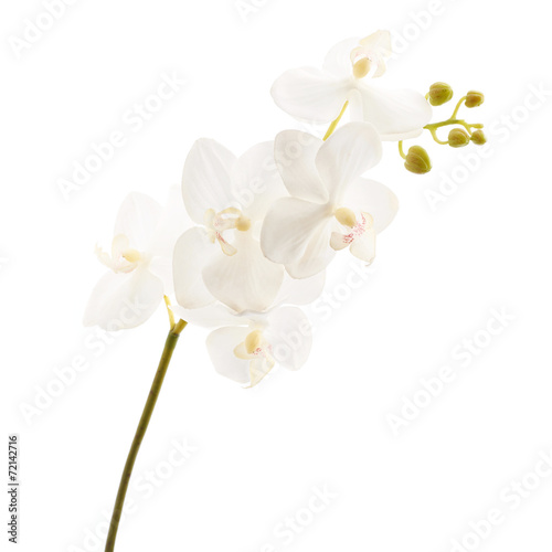 Artificial orchid flower isolated