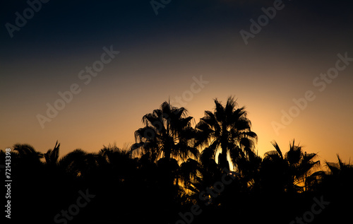Palms at sunrise