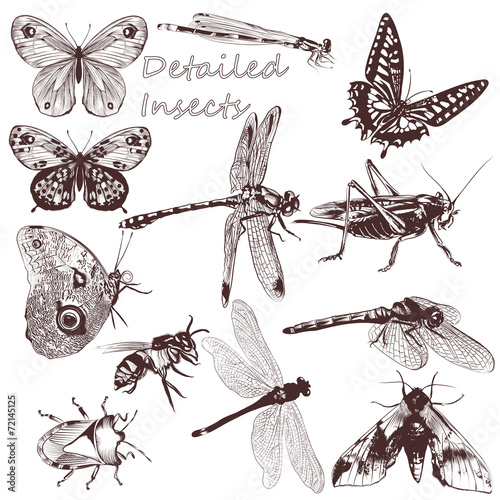 Collection of vector detailed insects for design