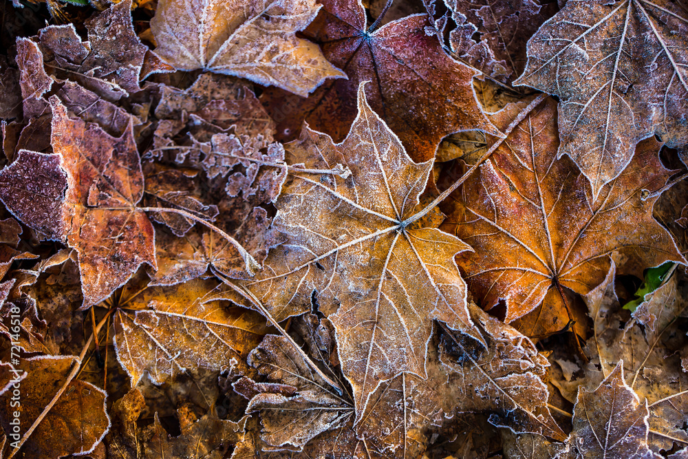 Frozen autumn frost cold morning ice maple leaves