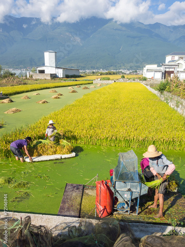 Reisanbau in Asien