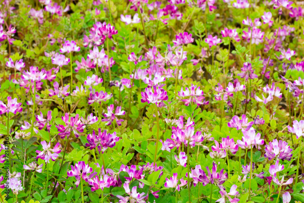 Field of chinese milk vetch, Astragalus sinicus Field of chinese milk vetch, Astragalus sinicus