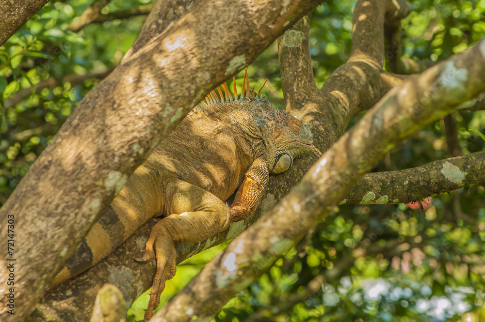 Obraz premium Basking Iguana