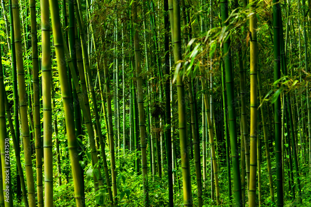 Fototapeta premium Phyllostachys bambusoides, Poaceae, edible, Japan