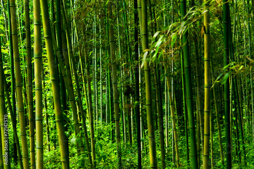 Fototapeta Naklejka Na Ścianę i Meble -  Phyllostachys bambusoides, Poaceae, edible, Japan