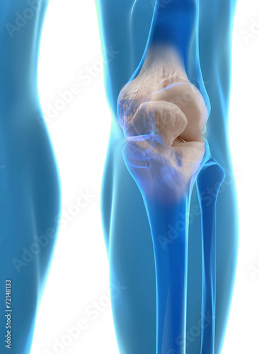 Tapety artystyczne Human knee anatomy