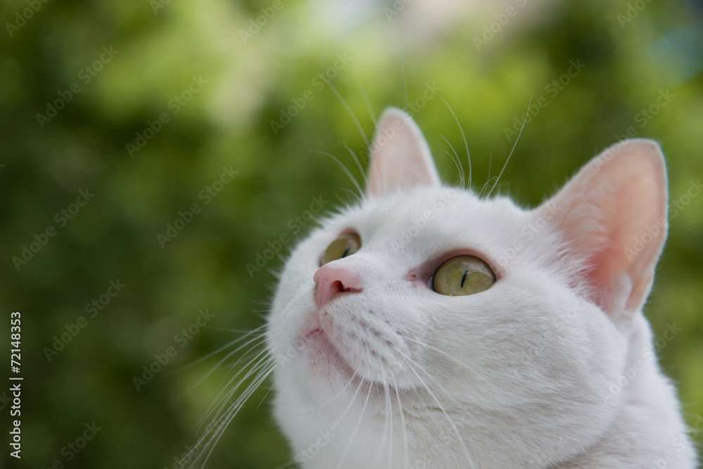 white cat on a background of green foliage