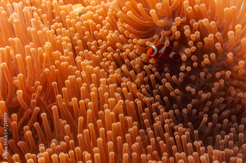 Canvastavla Colorful underwater scene; clownfish hiding in the sea anemone