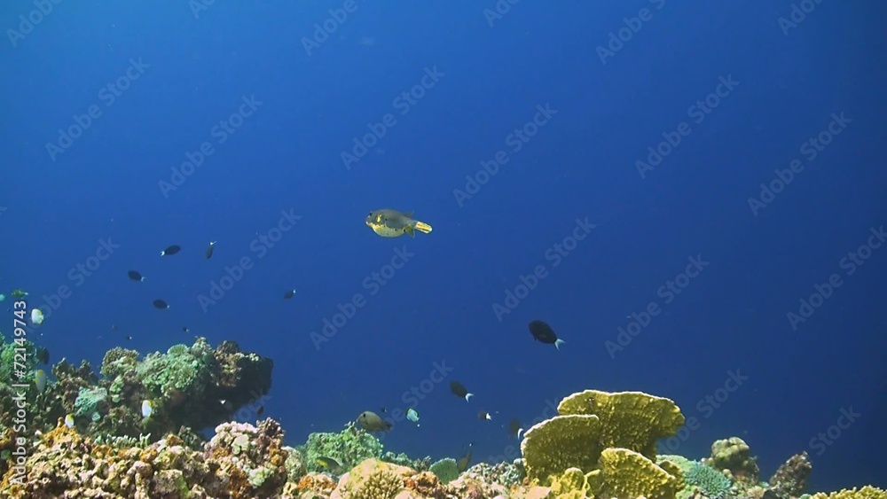 Blackspotted pufferfish Blackspotted pufferfish
