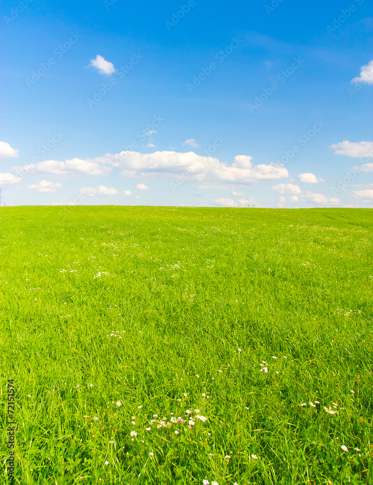 Grass Scene Dream Grass Scene Dream