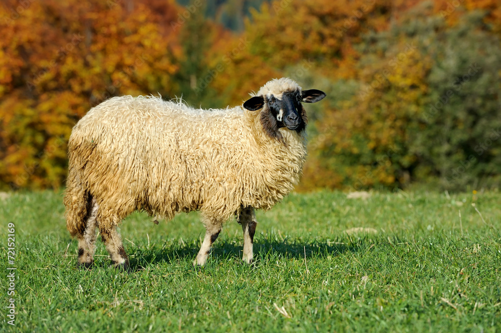 Fototapeta premium Sheep on a meadow