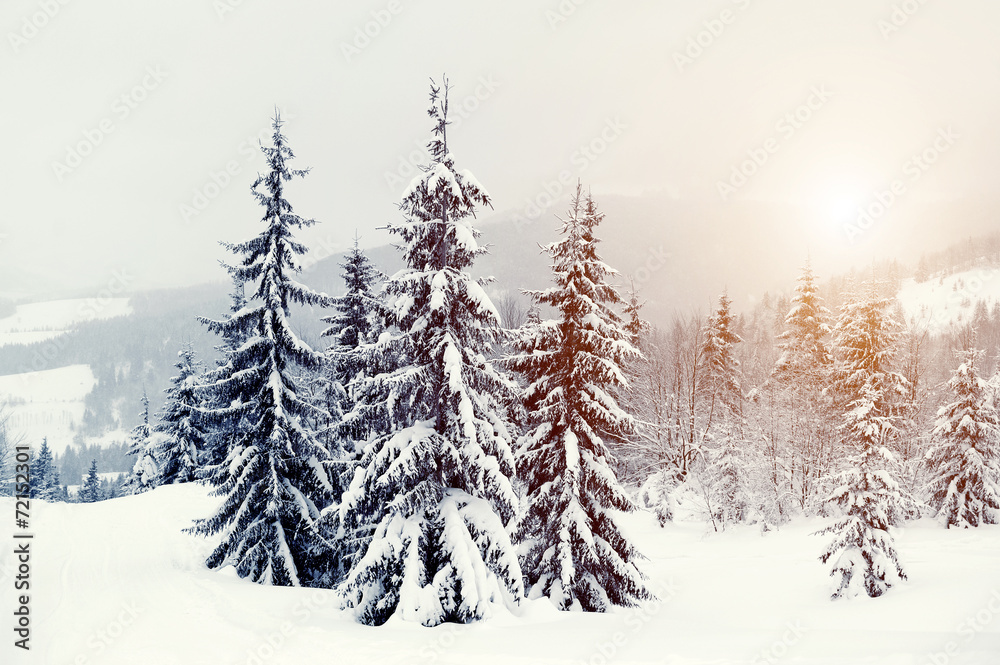 Winter landscape