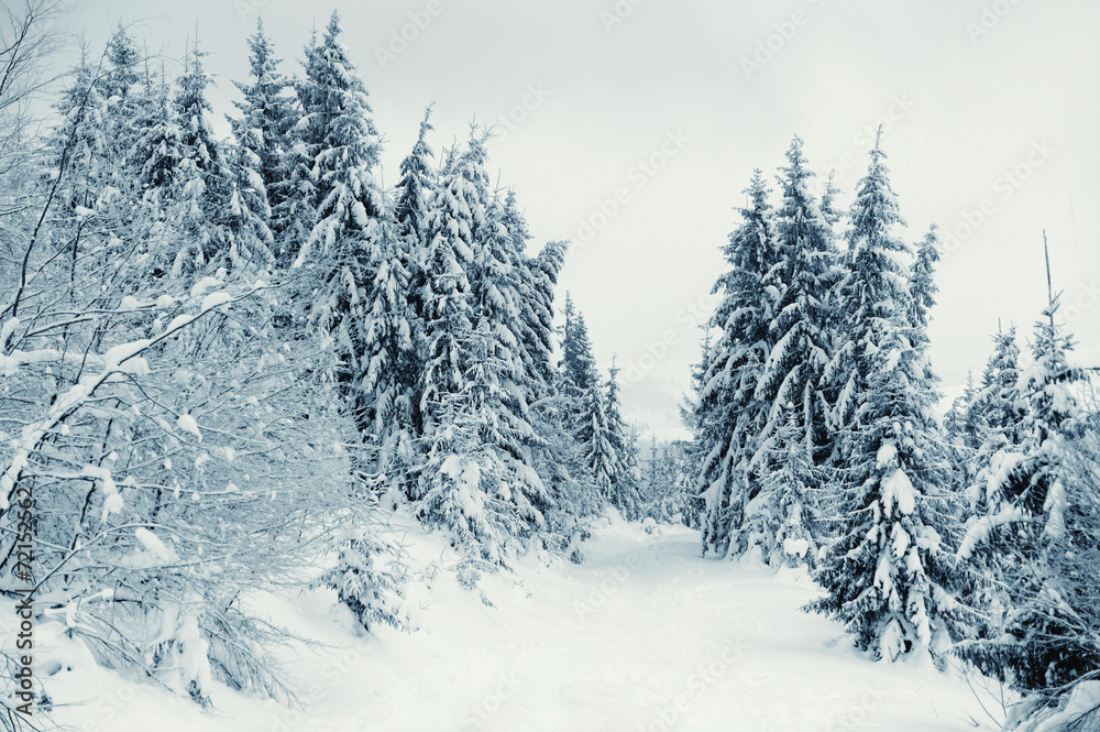 Winter landscape Winter landscape