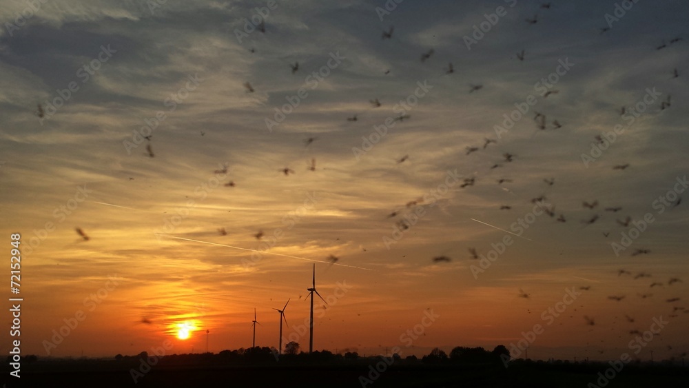 Stechmücken tanzen im Sonnenuntergang