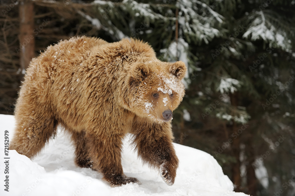 Obraz premium Bear in winter forest