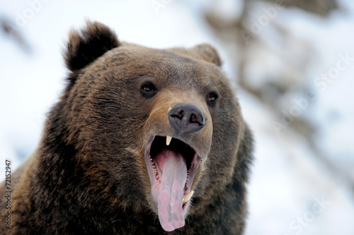 Canvas Print Bear in winter forest