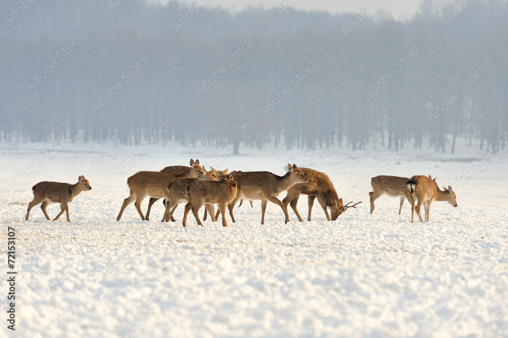 Young deer Young deer