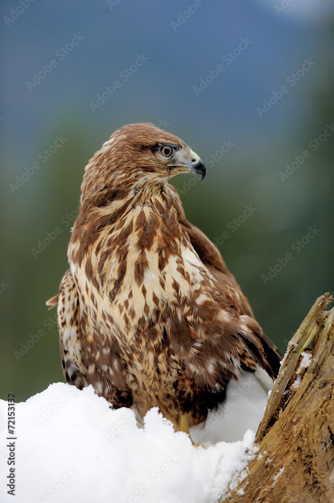 Obraz premium Hawk on a branch