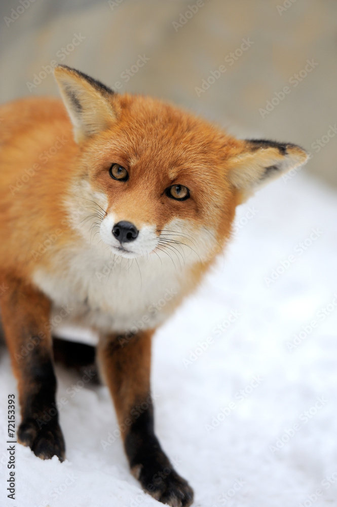 Fototapeta premium Red fox