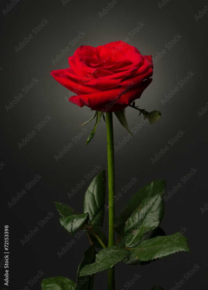 one red rose on black background - obrazy, fototapety, plakaty 
