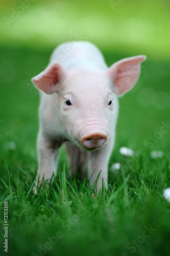 Young pig © byrdyak