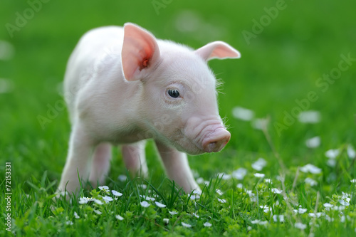 Young pig