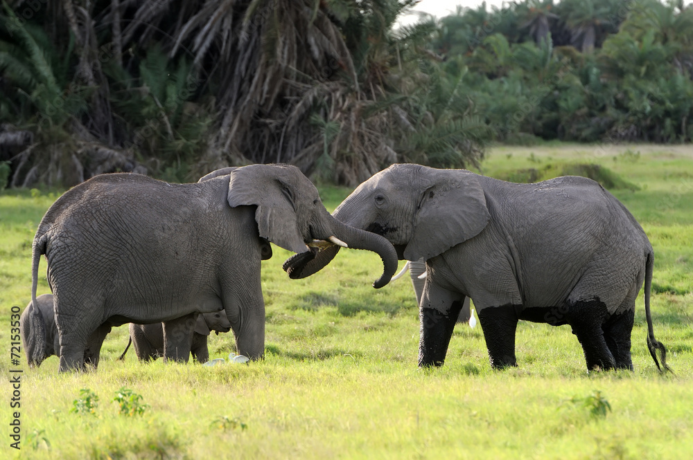 Elephant Elephant