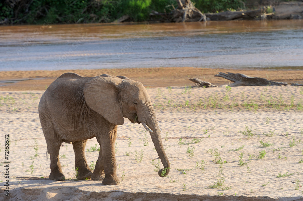 Fototapeta premium Elephant